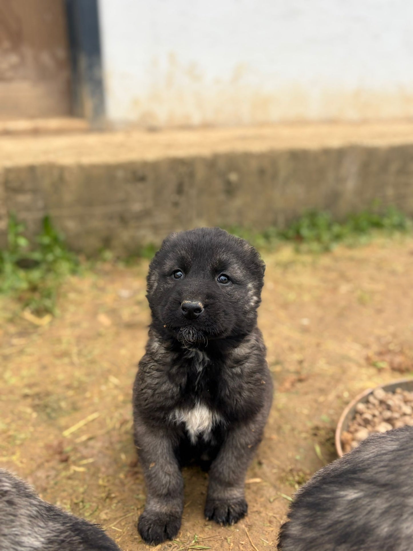 Black Kangals