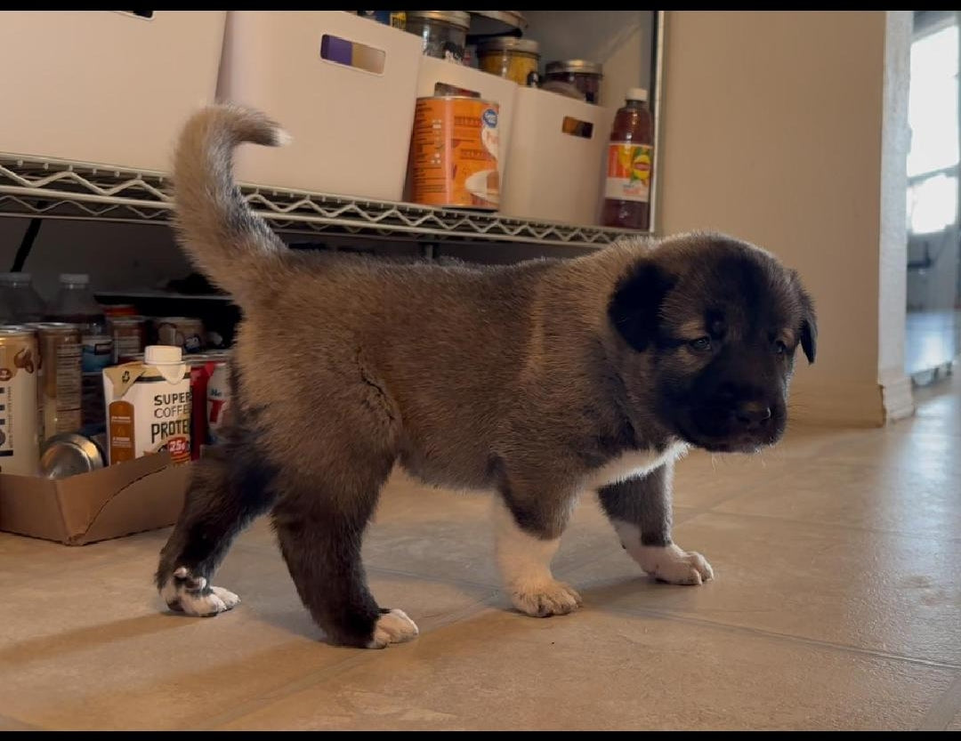 Iron Kangals - Puppy Deposit