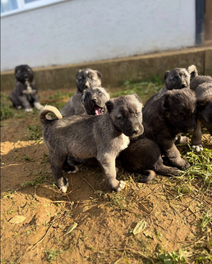 Black Kangals