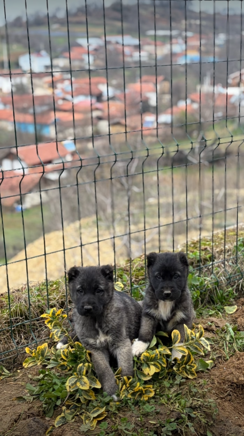 Black Kangals