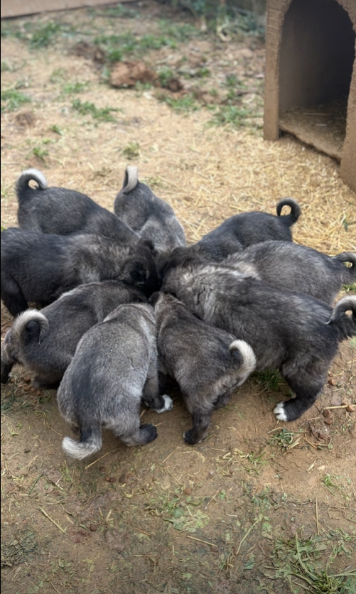 Black Kangals
