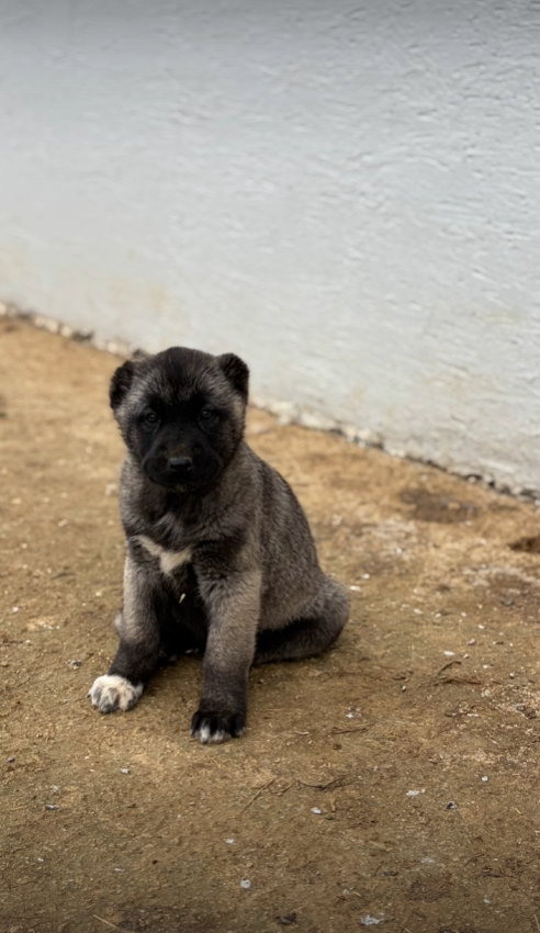 Black Kangals