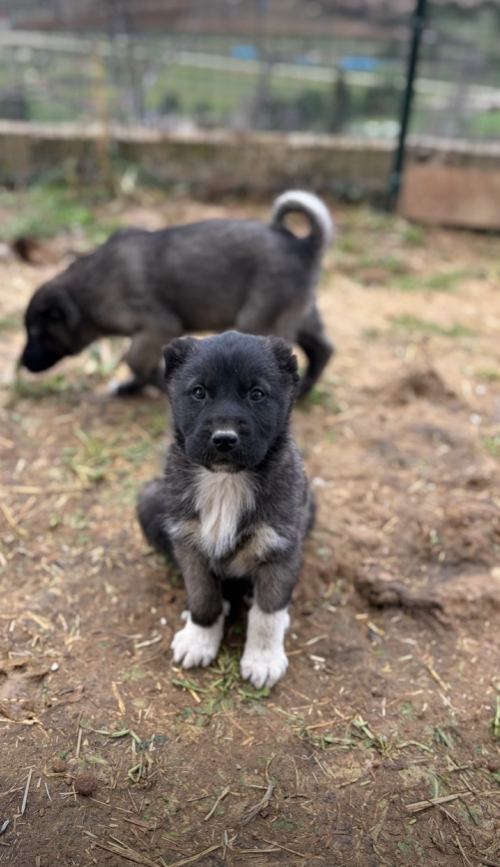 Black Kangals