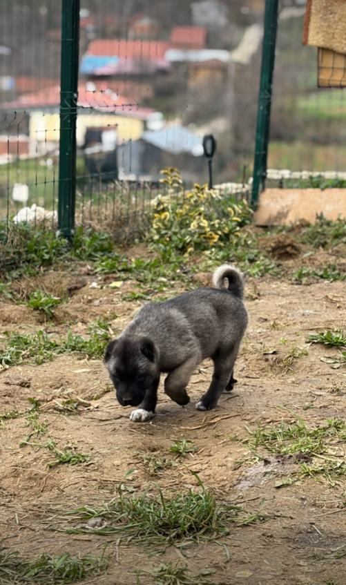 Black Kangals