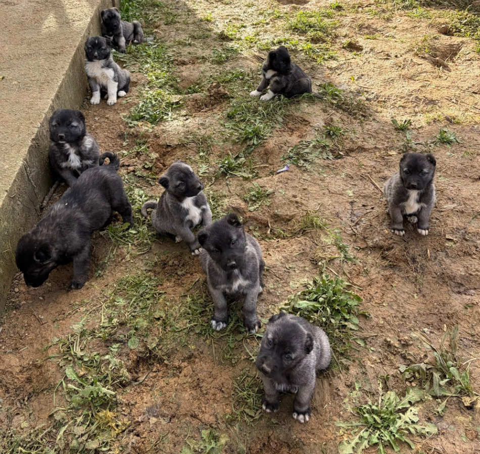 Black Kangals