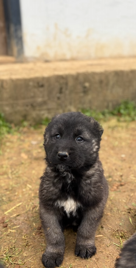 Black Kangals