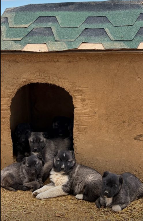 Black Kangals