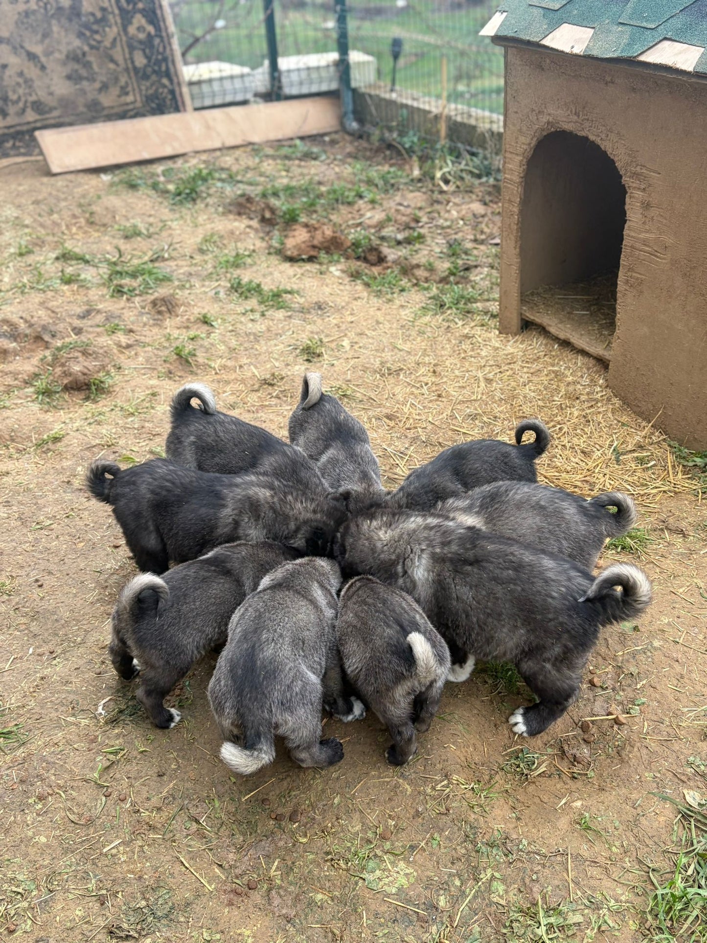 Black Kangals