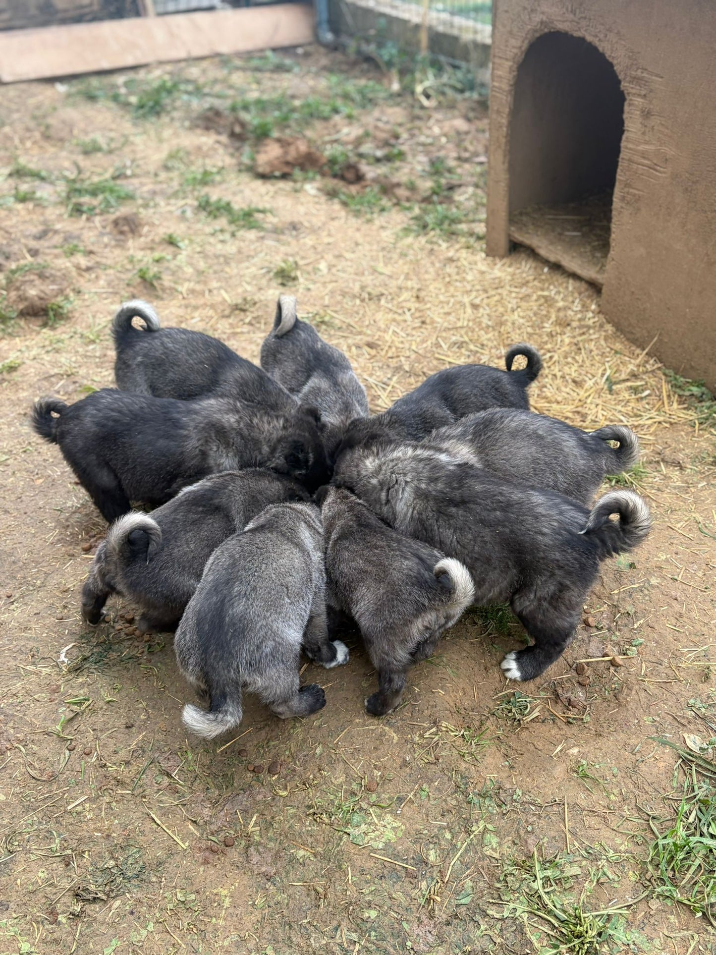 Black Kangals