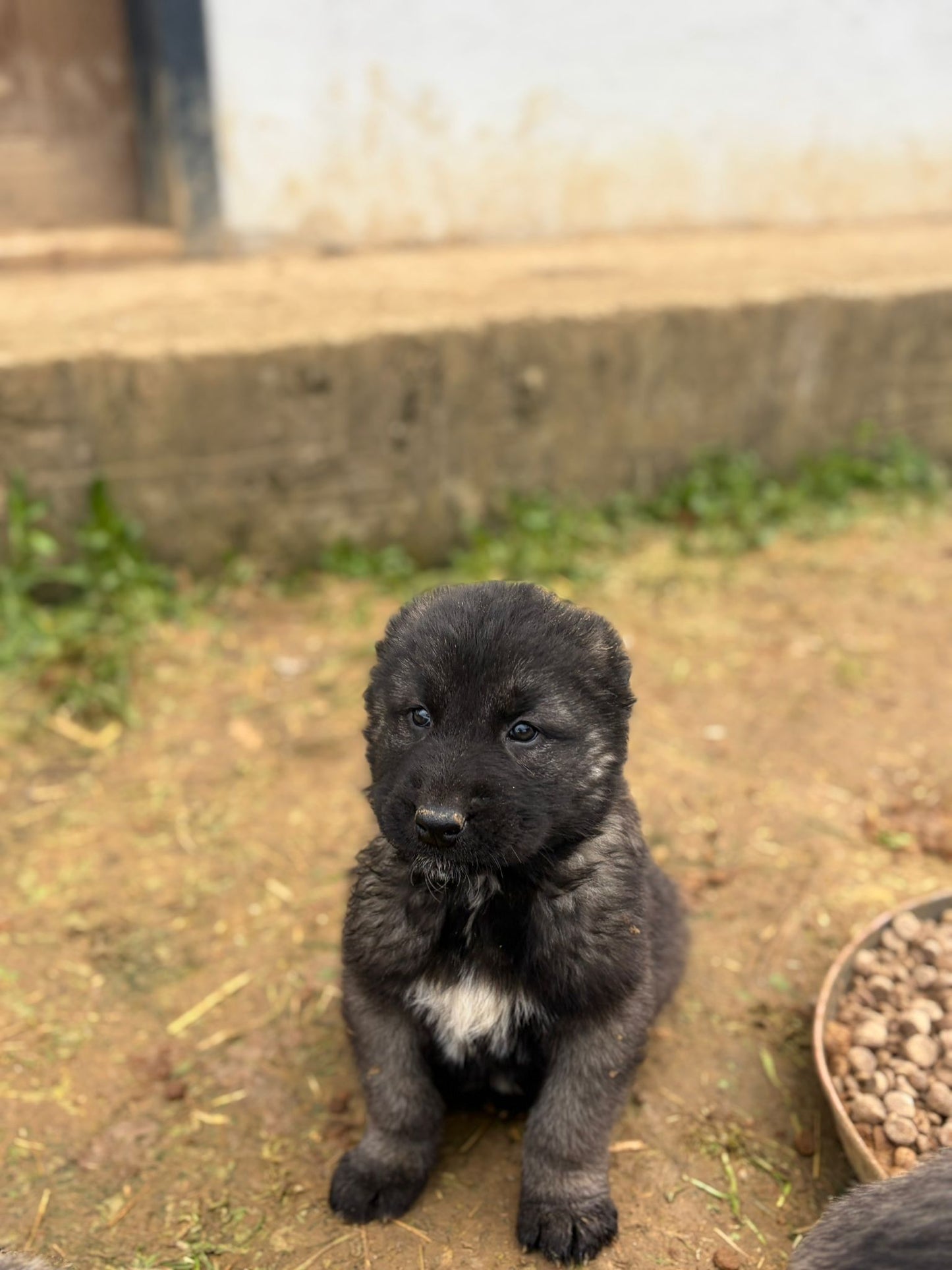 Black Kangals