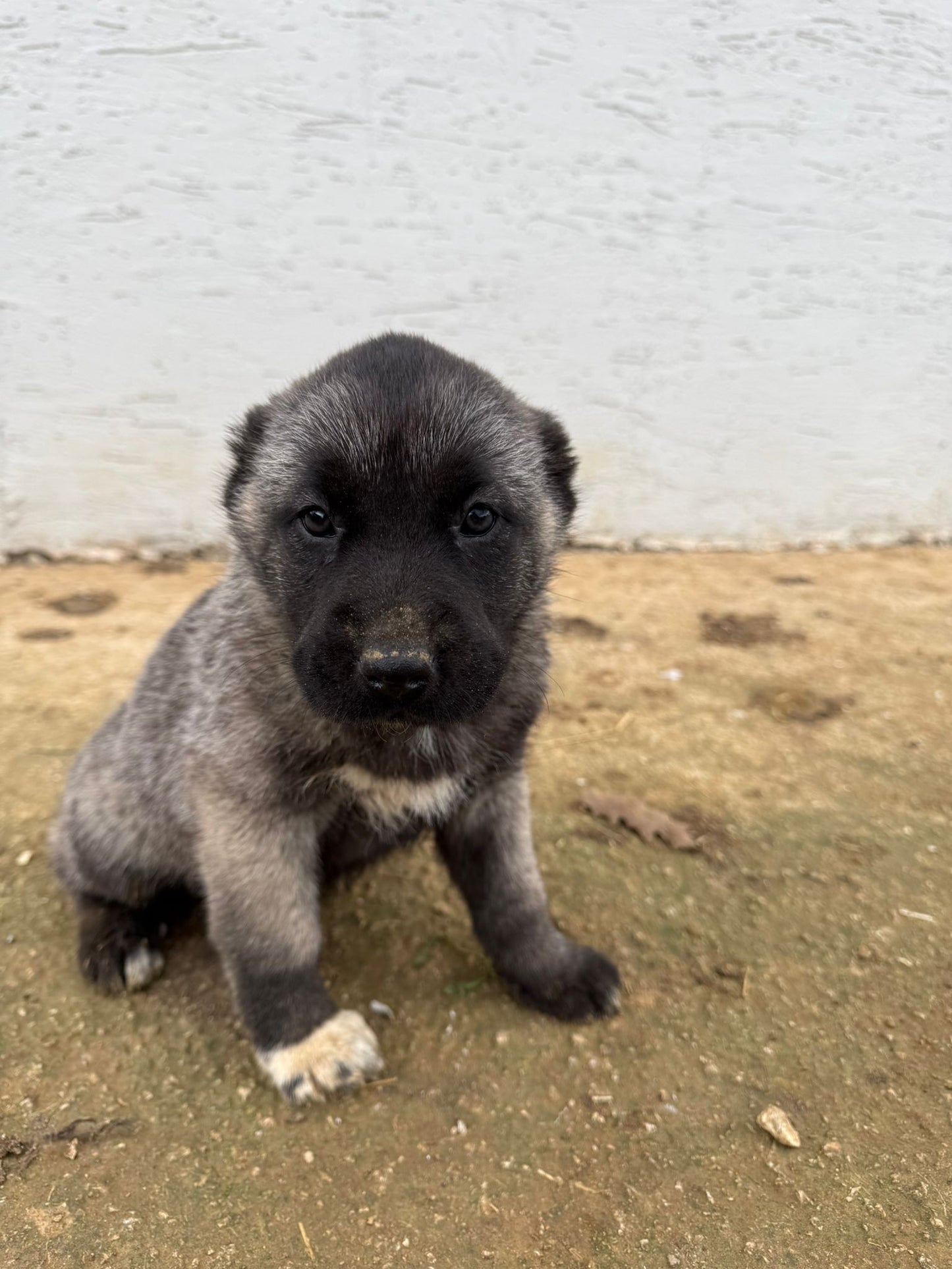 Black Kangals