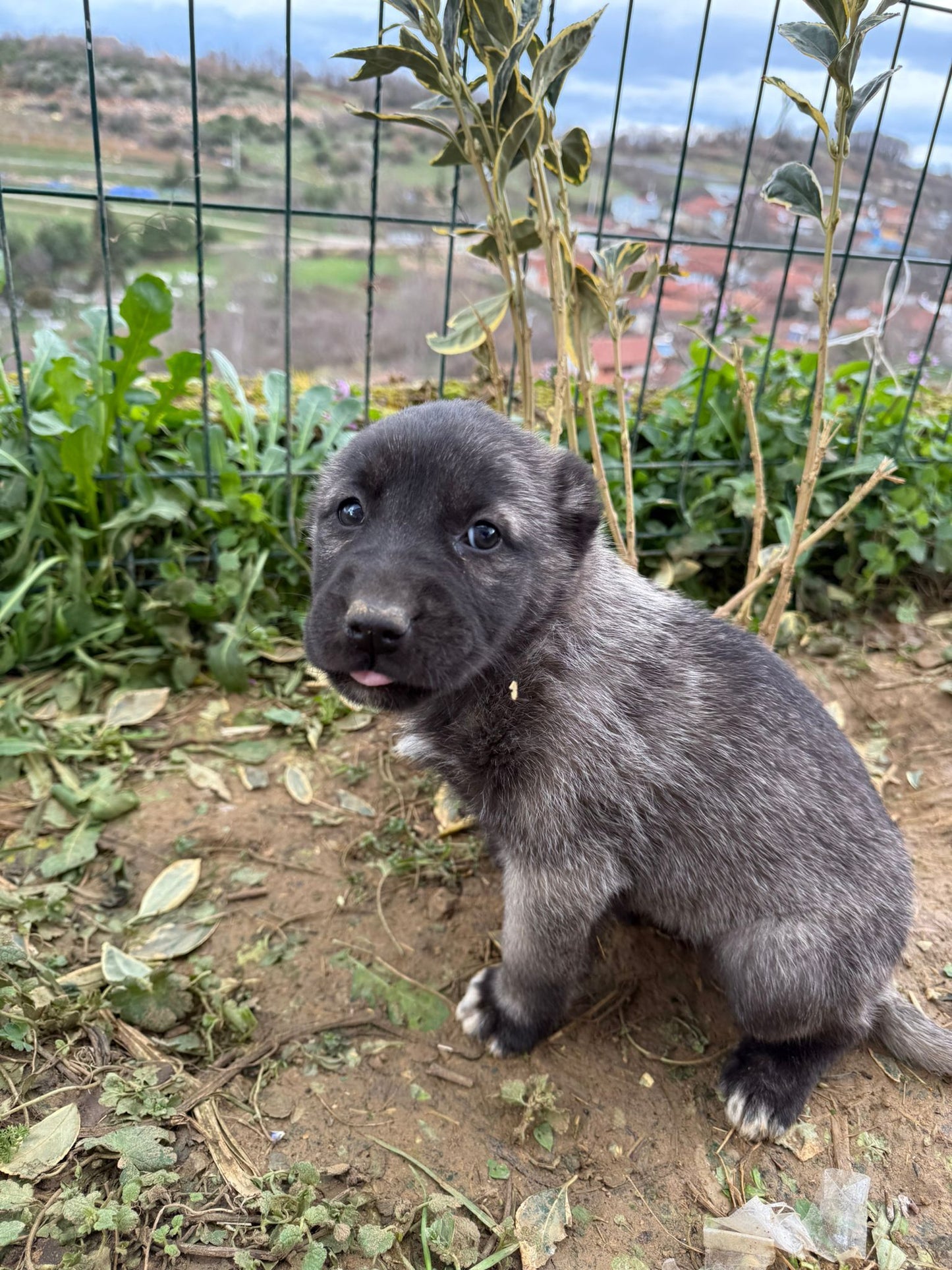 Black Kangals