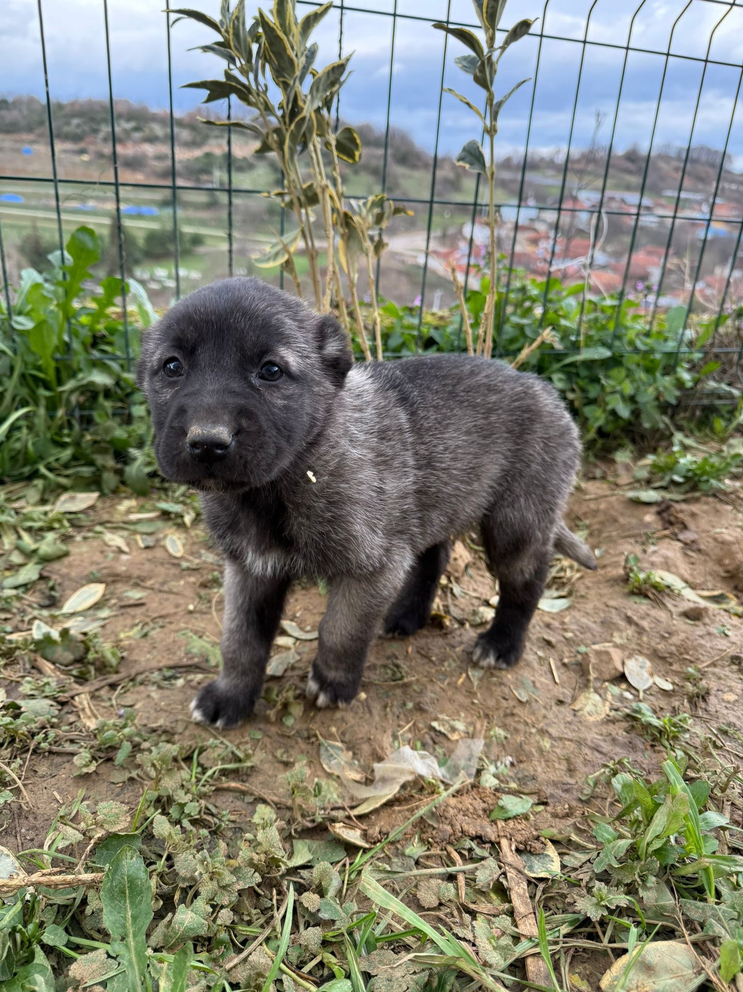 Black Kangals