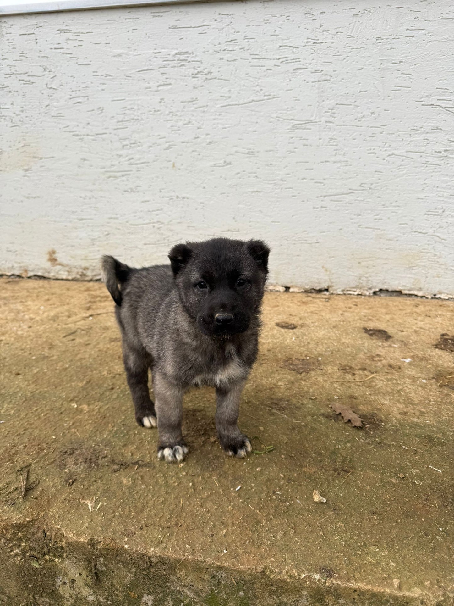 Black Kangals